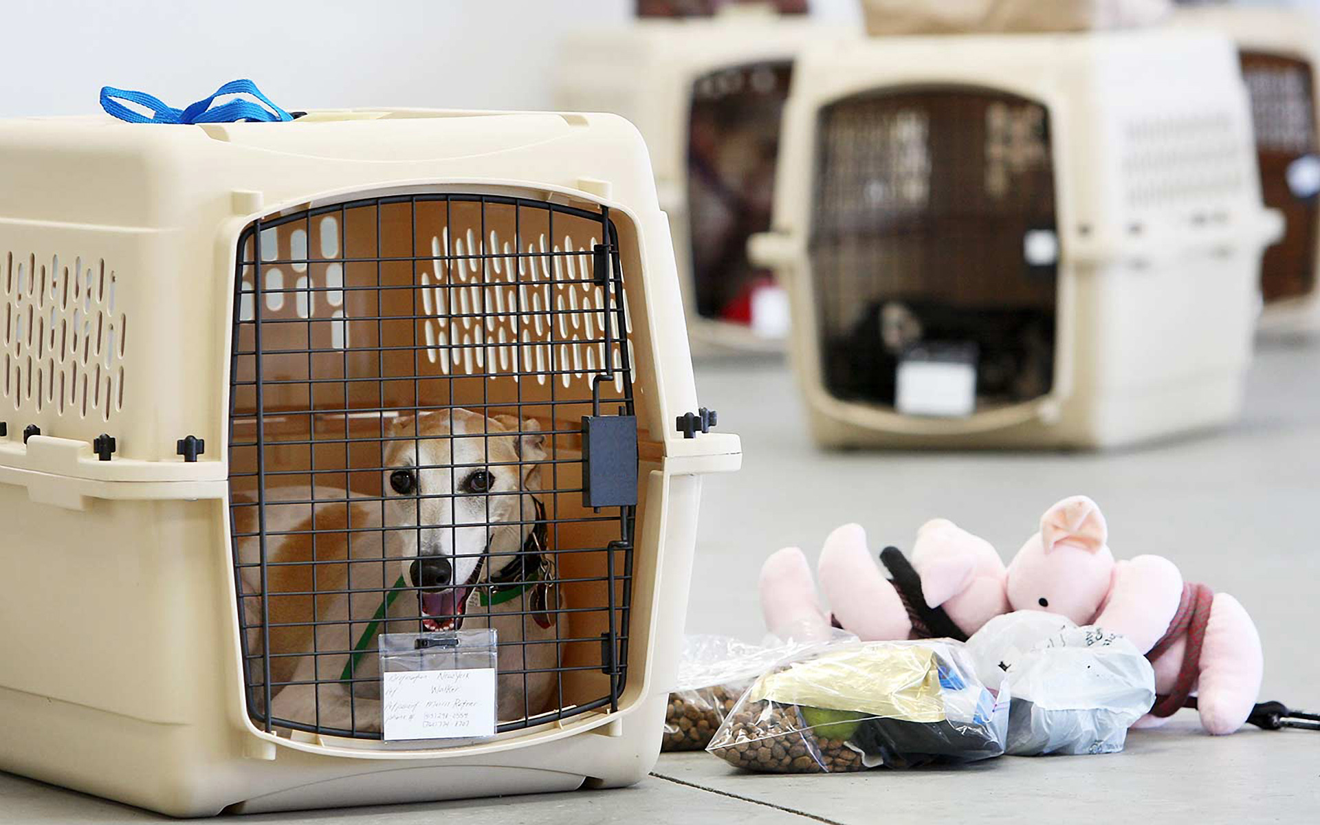 Canlı Hayvan Taşımaları